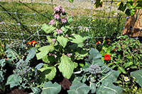 Large green heads of broccoli with a green borage plant inbetween.