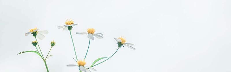 chamomile flower a medicinal herb.